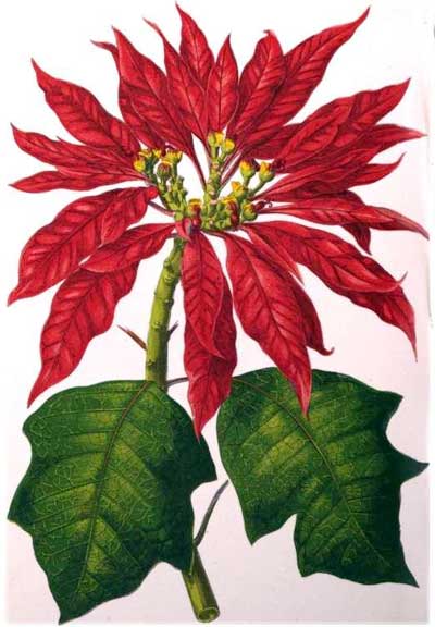 poinsettiaBeautifulLeavedPlants1866