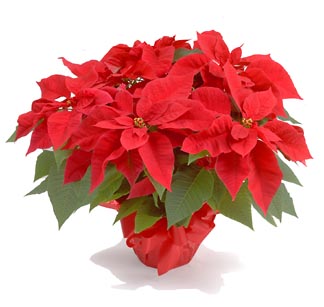 Christmas Poinsettia Plant