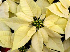 White Poinsettia