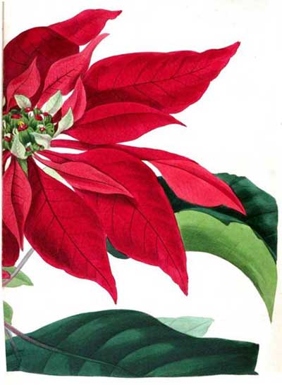 poinsettiaPaxtonsMagazineOfBotany1849