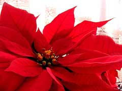 Poinsettia