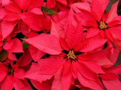 Pink Poinsettia