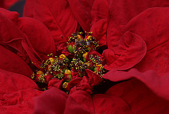 Poinsettia