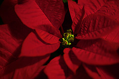 Poinsettia