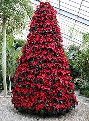 Poinsettia