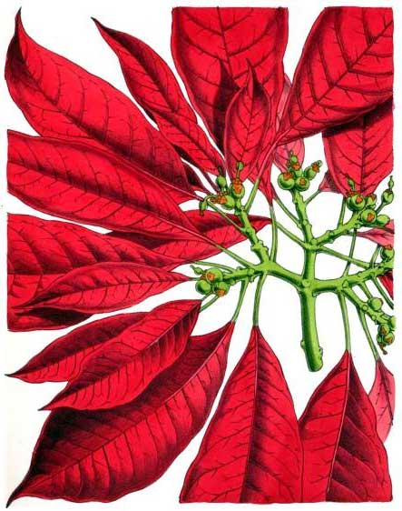 Poinsettia