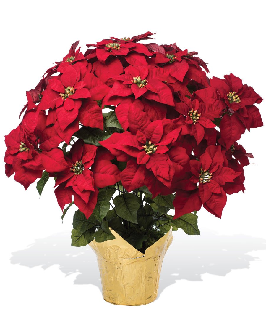 White Poinsettia Plant